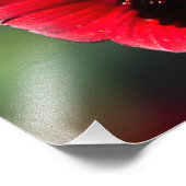 Prachtige kleurige chocolade-kosmos foto afdruk (Hoek)