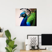 Prachtige kleurige Peacock Peafowl Bird Wildlife P Poster (Thuiskantoor)