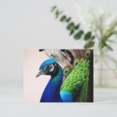 Prachtige kleurige Peacock Peafowl Bird Willife Briefkaart (Staand voorkant)