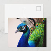 Prachtige kleurige Peacock Peafowl Bird Willife Briefkaart (Voorkant / Achterkant)