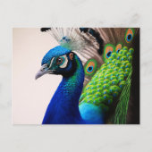 Prachtige kleurige Peacock Peafowl Bird Willife Briefkaart (Voorkant)