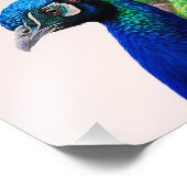 Prachtige kleurige Peacock Peafowl Bird Willife Foto Afdruk (Hoek)