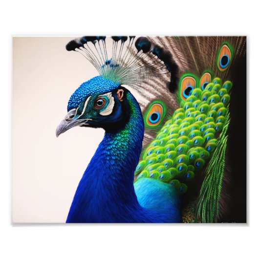 Prachtige kleurige Peacock Peafowl Bird Willife Foto Afdruk (Voorkant)