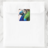Prachtige kleurige Peacock Peafowl Bird Willife Vierkante Sticker (Tas)