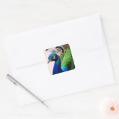 Prachtige kleurige Peacock Peafowl Bird Willife Vierkante Sticker (Envelop)