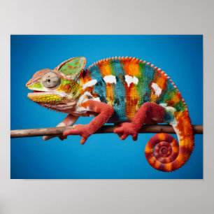 Prachtige kleurrijke kameleon op een blauwe achter poster