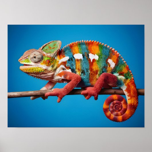 Prachtige kleurrijke kameleon op een blauwe achter poster (Voorkant)