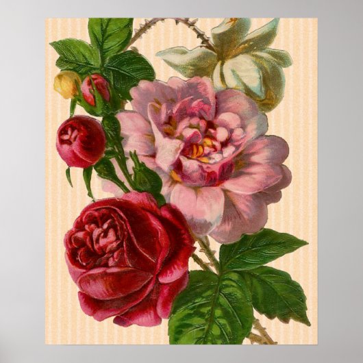 Prachtige kleurrijke Rozen Poster (Voorkant)