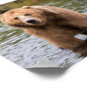 Prachtige kodiak-bruine beer poster (Hoek)