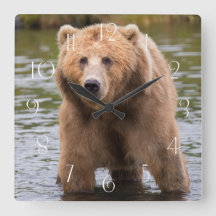 Prachtige kodiak-bruine beer