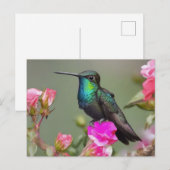 Prachtige kolibrie in rust briefkaart (Voorkant / Achterkant)
