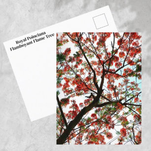 Prachtige Koninklijke Poinciana Vlamboom Fotografi Briefkaart
