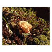 Prachtige koraalpaddenstoel foto afdruk (Voorkant)
