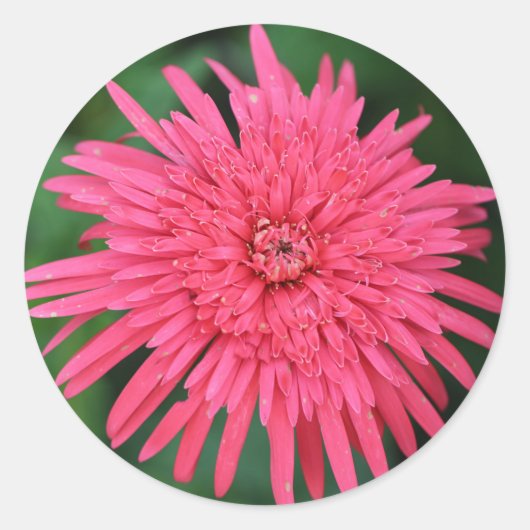 Prachtige Koraalrode Bloem Trouwcadeau Sticker (Voorkant)