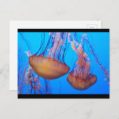 Prachtige kwallen Briefkaart (Voorkant / Achterkant)