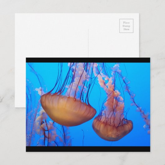 Prachtige kwallen Briefkaart (Voorkant / Achterkant)