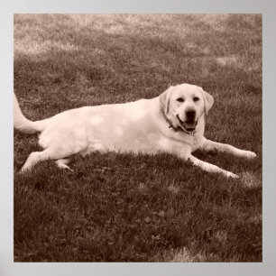 prachtige Labrador-terugzetapparaat Poster