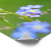 Prachtige Ladybug op 'Vergeet-me-niet-Poster' Poster (Hoek)