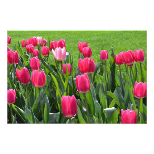 prachtige lente roze tulp bloemen foto afdruk