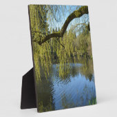prachtige lenteswilg-bomen per watervijver. fotoplaat (Zijkant)