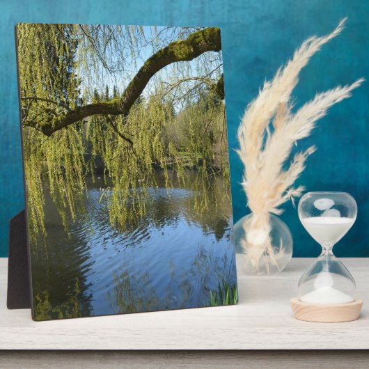 prachtige lenteswilg-bomen per watervijver. fotoplaat (Zijkant)