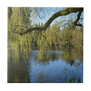 prachtige lenteswilg-bomen per watervijver. tegeltje