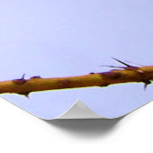 Prachtige Lila-Breasted Roller African Bird Poster (Hoek)