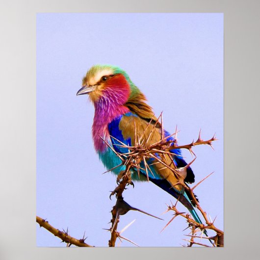 Prachtige Lila-Breasted Roller African Bird Poster (Voorkant)