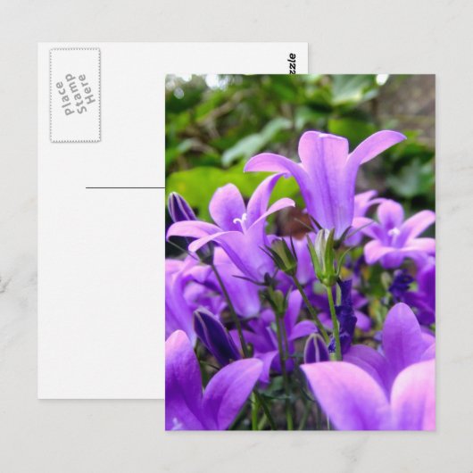 Prachtige Lila wilde bloemen Briefkaart (Voorkant / Achterkant)