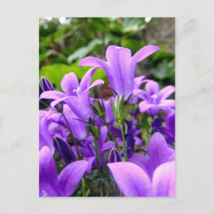 Prachtige Lila wilde bloemen Briefkaart