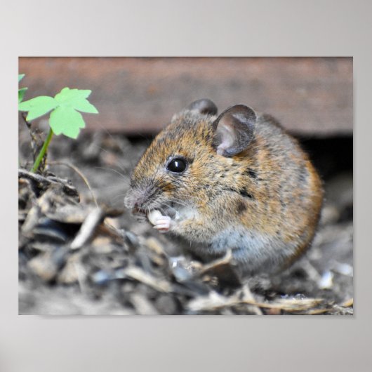 Prachtige Little Wood Mouse Poster (Voorkant)