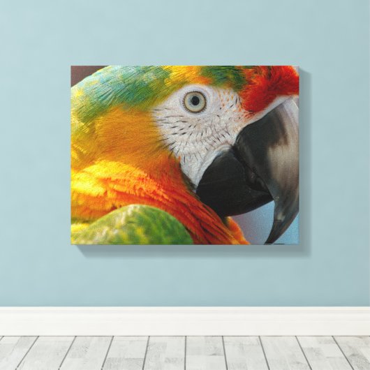 Prachtige Macaw Canvas Afdruk (Insitu (Houten vloer))