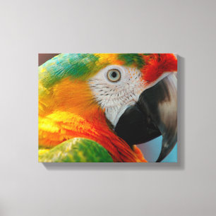 Prachtige Macaw Canvas Afdruk