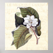 Prachtige Magnolia Blossom Antiek Collage Poster (Voorkant)