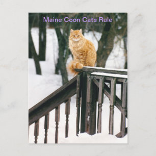 Prachtige Maine Coon Cat in het Briefkaart