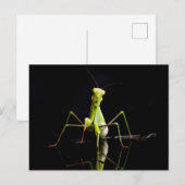 Prachtige mantis briefkaart (Voorkant / Achterkant)
