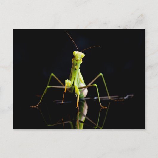 Prachtige mantis briefkaart (Voorkant)