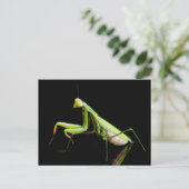 Prachtige mantis briefkaart (Staand voorkant)