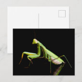 Prachtige mantis briefkaart (Voorkant / Achterkant)