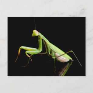 Prachtige mantis briefkaart