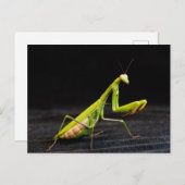 Prachtige mantis briefkaart (Voorkant / Achterkant)