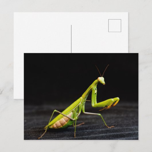 Prachtige mantis briefkaart (Voorkant / Achterkant)