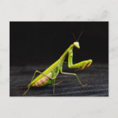 Prachtige mantis briefkaart (Voorkant)