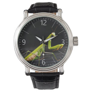 Prachtige mantis horloge