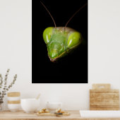 Prachtige mantis poster (Keuken)