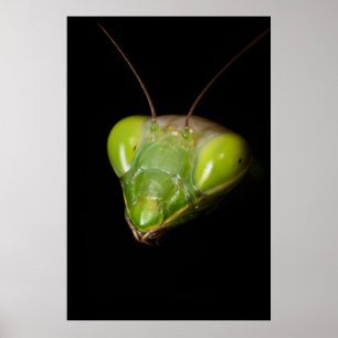 Prachtige mantis poster