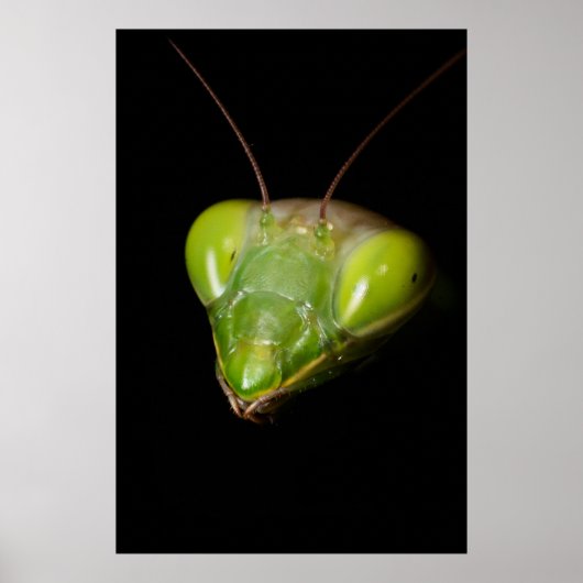 Prachtige mantis poster (Voorkant)