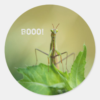 Prachtige mantis ronde sticker
