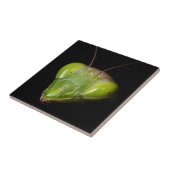 Prachtige mantis tegeltje (Zijkant)