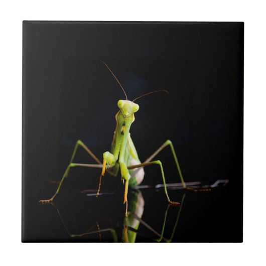 Prachtige mantis tegeltje (Voorkant)